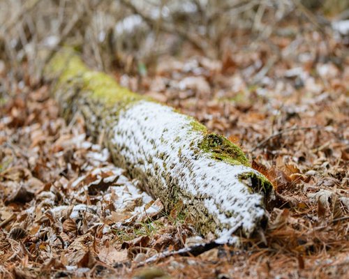 Green forest texture representing nature